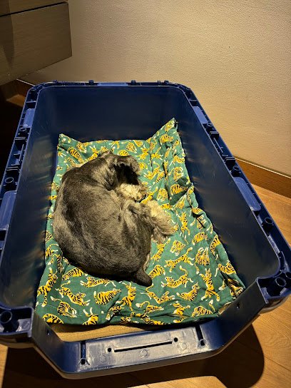 Pampered Pets Relocation & Lodging