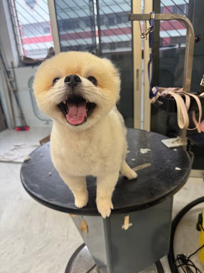 Tailored Tails (Toh Yi)