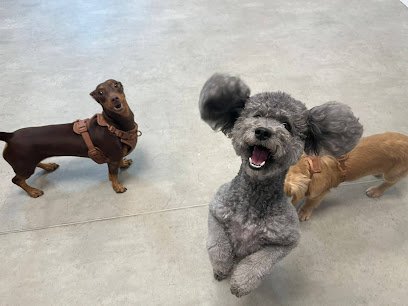 Pawsh Club – Premium dog daycare, boarding, grooming and party services