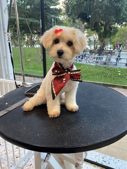 The Blep Club Cat & Dog Salon, Bedok Reservoir