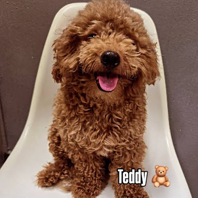 Pawhaus & DogNassium Doggy Daycare AVS LICENSED AF25074